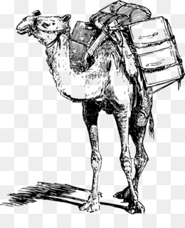 camel